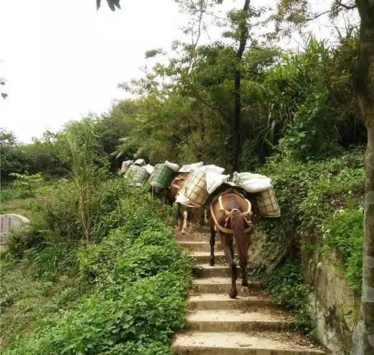 淄博山区马帮运输