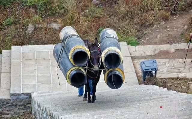 淄博马帮运输